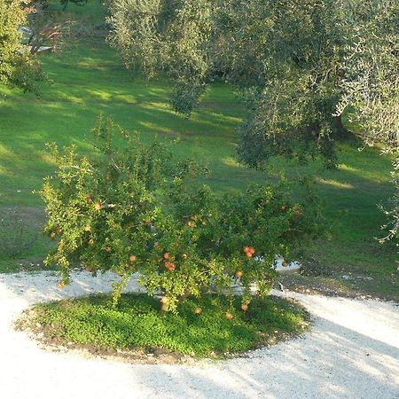B&B Finestre Tra Gli Ulivi Mesagne Extérieur photo